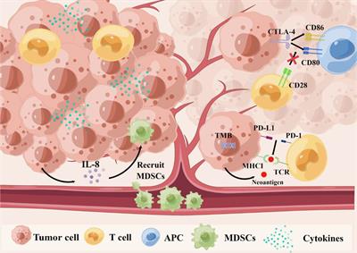 Potential Predictive and Prognostic Value of Biomarkers Related to Immune Checkpoint Inhibitor Therapy of Triple-Negative Breast Cancer